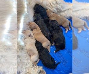 Goldendoodle Puppy for sale in RICHLAND, WA, USA