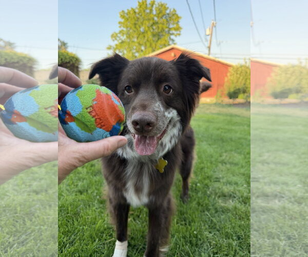 Medium Photo #18 Mutt Puppy For Sale in Sandy, UT, USA