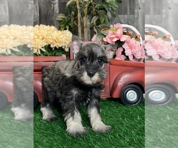 Medium Photo #2 Schnauzer (Miniature) Puppy For Sale in CANOGA, NY, USA