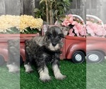 Small #1 Schnauzer (Miniature)