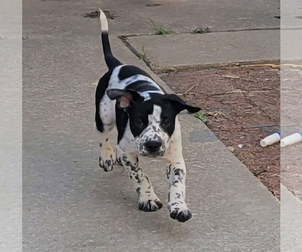 Medium Photo #2 American Pit Bull Terrier-Unknown Mix Puppy For Sale in New London, WI, USA