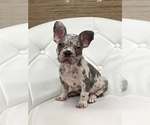 Puppy Jasper French Bulldog
