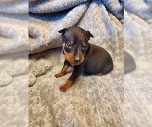 Miniature Pinscher Puppy for Sale in NOCONA, Texas USA