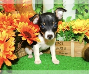 Jack Russell Terrier Puppy for sale in HAMMOND, IN, USA