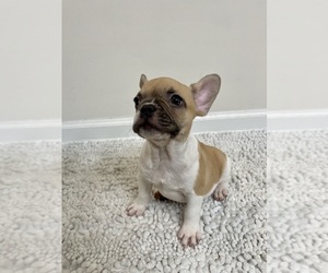 French Bulldog Puppy for sale in CHARLESTON, SC, USA