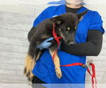 Small German Shepherd Dog