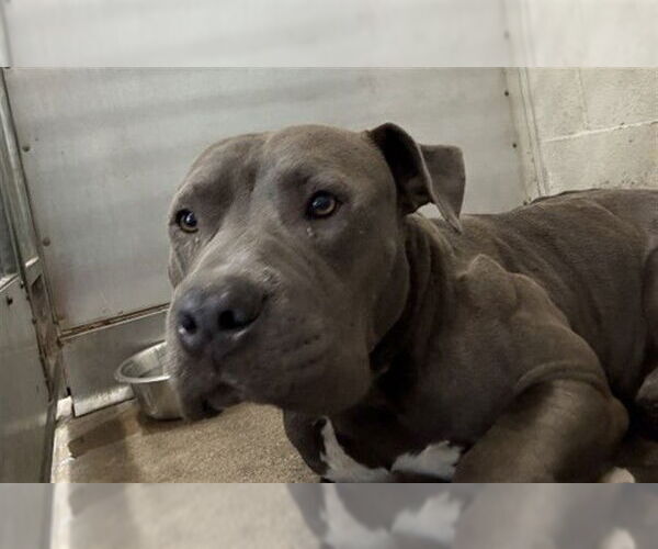 Medium Photo #1 American Pit Bull Terrier Puppy For Sale in San Bernardino, CA, USA