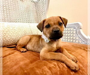 Rhodesian Ridgeback-Unknown Mix Dogs for adoption in Rockaway, NJ, USA