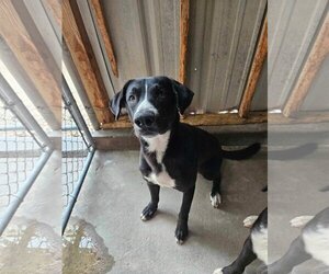 Collie-Labrador Retriever Mix Dogs for adoption in El Centro, CA, USA
