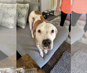 American Staffordshire Terrier-Boxer Mix Dogs for adoption in Brewster, NY, USA