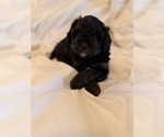 Small Photo #95 Miniature Bernedoodle Puppy For Sale in AUBURNDALE, FL, USA