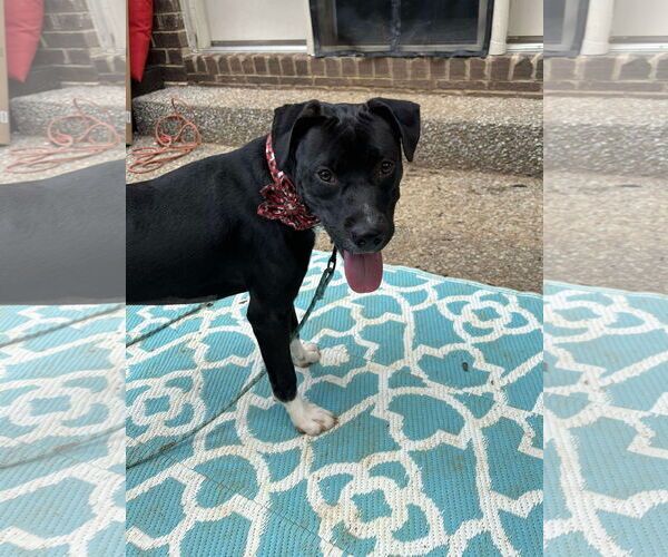 Medium Photo #6 American Pit Bull Terrier-Unknown Mix Puppy For Sale in Germantown, OH, USA