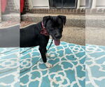 Small #5 American Pit Bull Terrier Mix