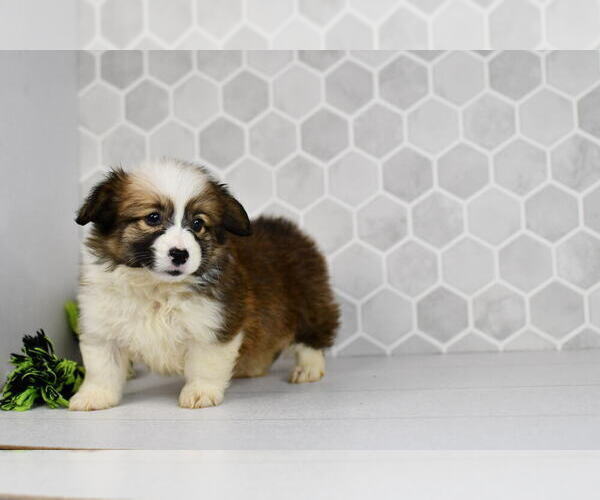 Medium Photo #44 Pembroke Welsh Corgi Puppy For Sale in MIDDLEBURY, IN, USA