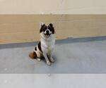 Small Mutt