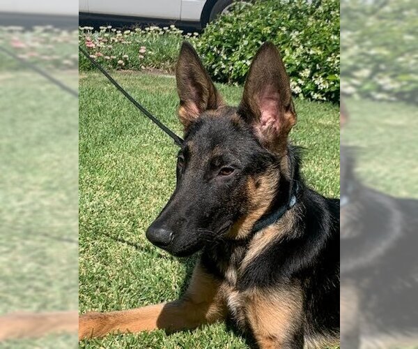 Medium Photo #3 German Shepherd Dog-Unknown Mix Puppy For Sale in Lake Forest, CA, USA