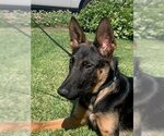 Small #2 German Shepherd Dog Mix