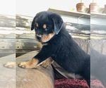 Small #21 Rottweiler