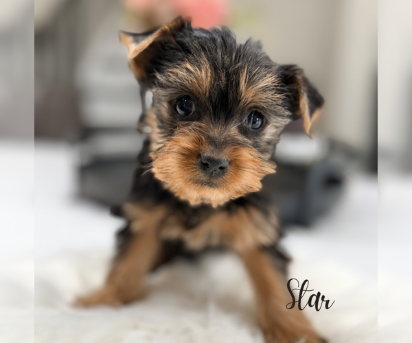 Medium Photo #11 Yorkshire Terrier Puppy For Sale in ADDISON, IL, USA
