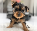 Small #10 Yorkshire Terrier