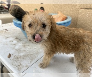 Maltipoo Puppy for sale in FRESNO, CA, USA