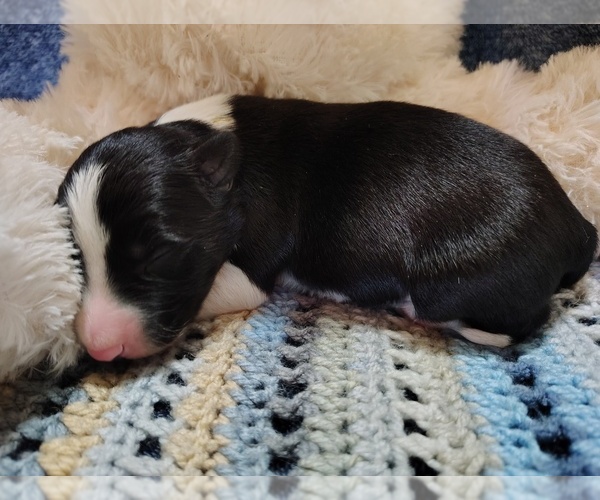 Medium Photo #27 Border Collie Puppy For Sale in NORBORNE, MO, USA