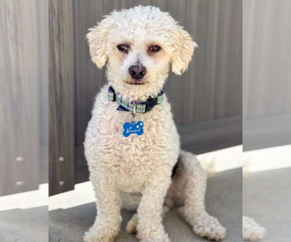 Medium Photo #5 Bichon Frise-Unknown Mix Puppy For Sale in Corona, CA, USA