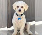 Small #4 Bichon Frise Mix