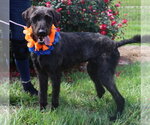 Small #3 Poodle (Standard)