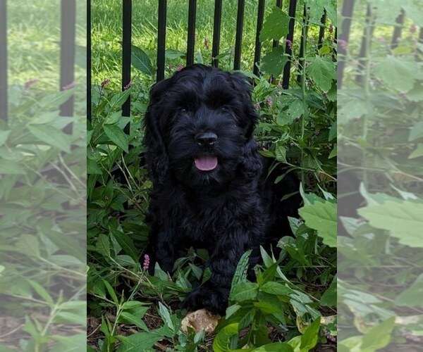Medium Photo #1 Cock-A-Poo Puppy For Sale in SALEM, MO, USA