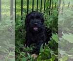 Puppy 3 Cock-A-Poo