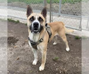 Akita Dogs for adoption in Modesto, CA, USA