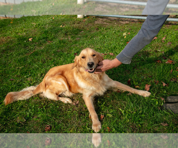 Medium Photo #1 Golden Retriever Puppy For Sale in HOLMESVILLE, OH, USA