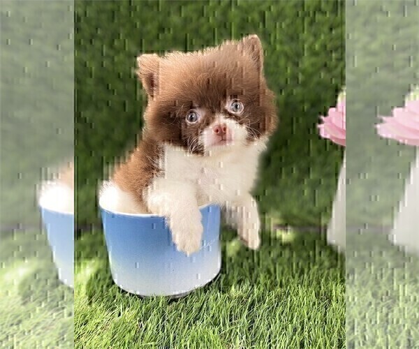 Medium Photo #6 Pomeranian Puppy For Sale in BOSTON, MA, USA
