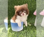 Small #5 Pomeranian