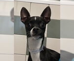 Small Chihuahua