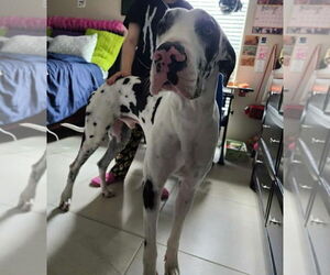 Great Dane Dogs for adoption in Bullard, TX, USA