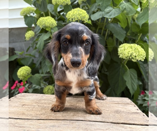 Medium Photo #3 Dachshund Puppy For Sale in MIDDLEBURY, IN, USA