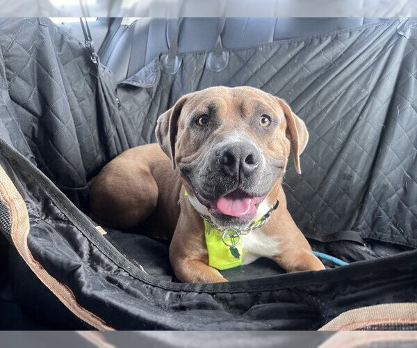 Medium Photo #2 Boxer-Unknown Mix Puppy For Sale in Plano, TX, USA