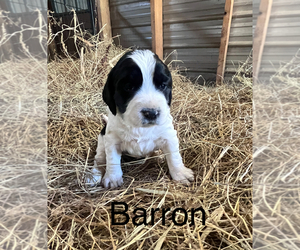 English Springer Spaniel Puppy for sale in MARTVILLE, NY, USA