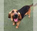 Small #2 Bloodhound Mix