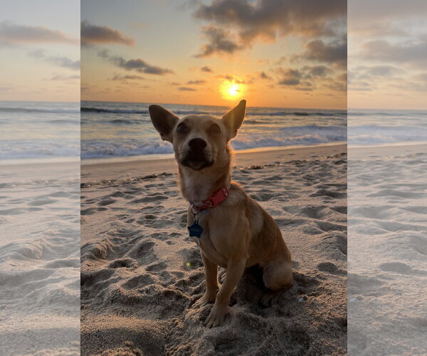 Medium Photo #3 Chihuahua-Unknown Mix Puppy For Sale in San Diego, CA, USA