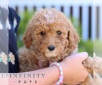 Small #4 Poodle (Miniature)