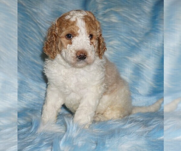 Medium Photo #1 Miniature Labradoodle Puppy For Sale in LA HABRA, CA, USA