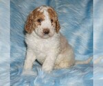 Small Miniature Labradoodle