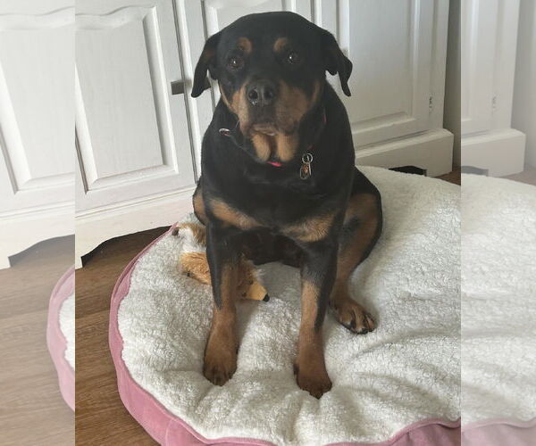 Medium Photo #1 Rottweiler-Unknown Mix Puppy For Sale in Princeton, MN, USA