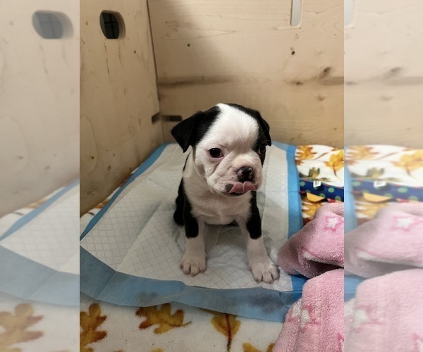 Medium Photo #2 Boston Terrier Puppy For Sale in BEECH GROVE, IN, USA