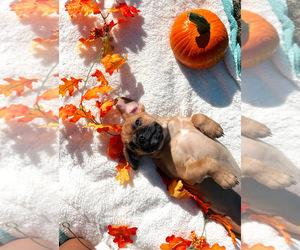 Cavalier King Charles Spaniel-French Bulldog Mix Puppy for sale in MANASSAS, VA, USA