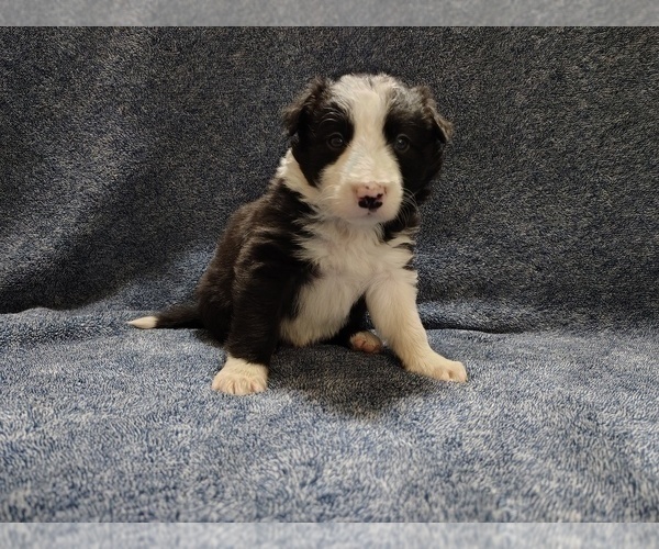 Medium Photo #17 Border Collie Puppy For Sale in NORBORNE, MO, USA