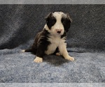 Small Photo #148 Border Collie Puppy For Sale in NORBORNE, MO, USA